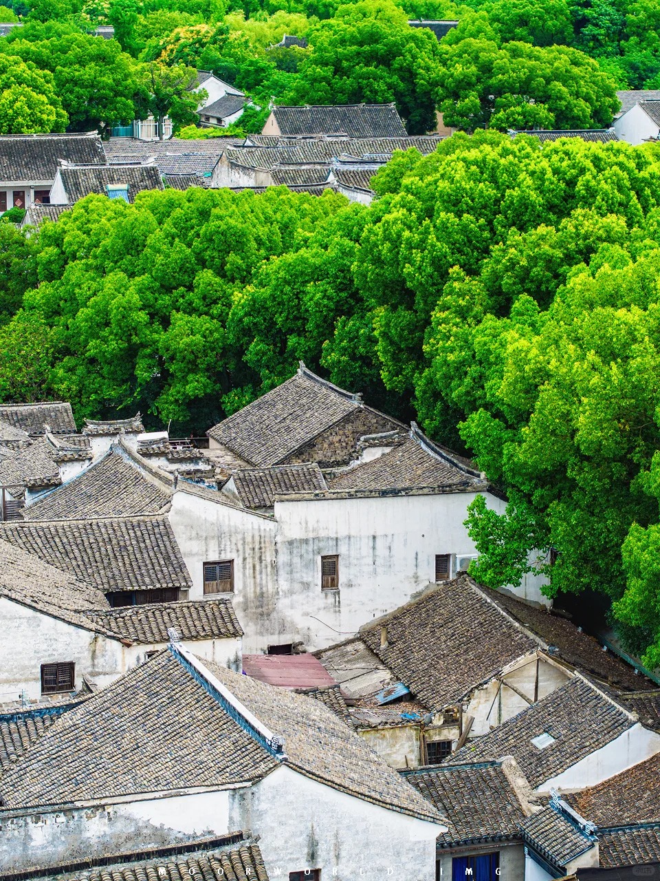 换种视角欣赏绿意点缀、曲水环绕的同里古镇_8_赵高翔Moor的行摄故事_同里-古镇-来自52tours 我爱旅游网
